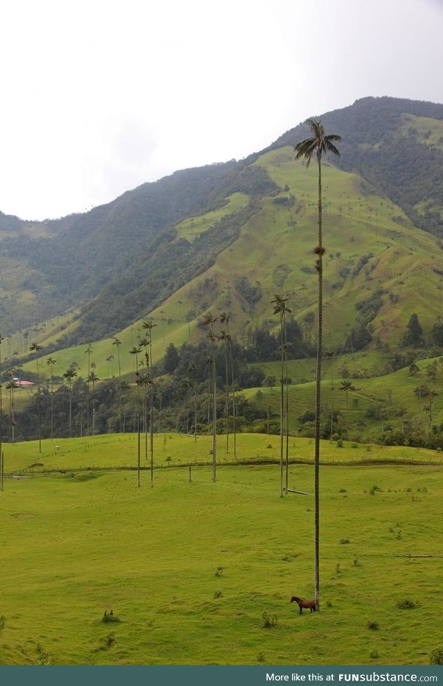 Palm trees in Cocora Valley, Colombia. Horse for scale