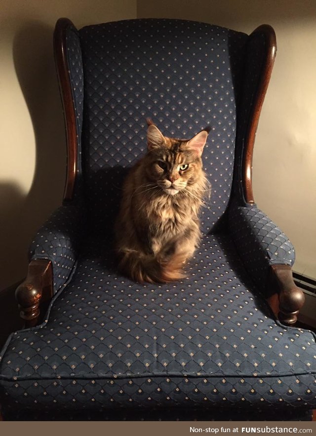 My cat looking like a mafia boss