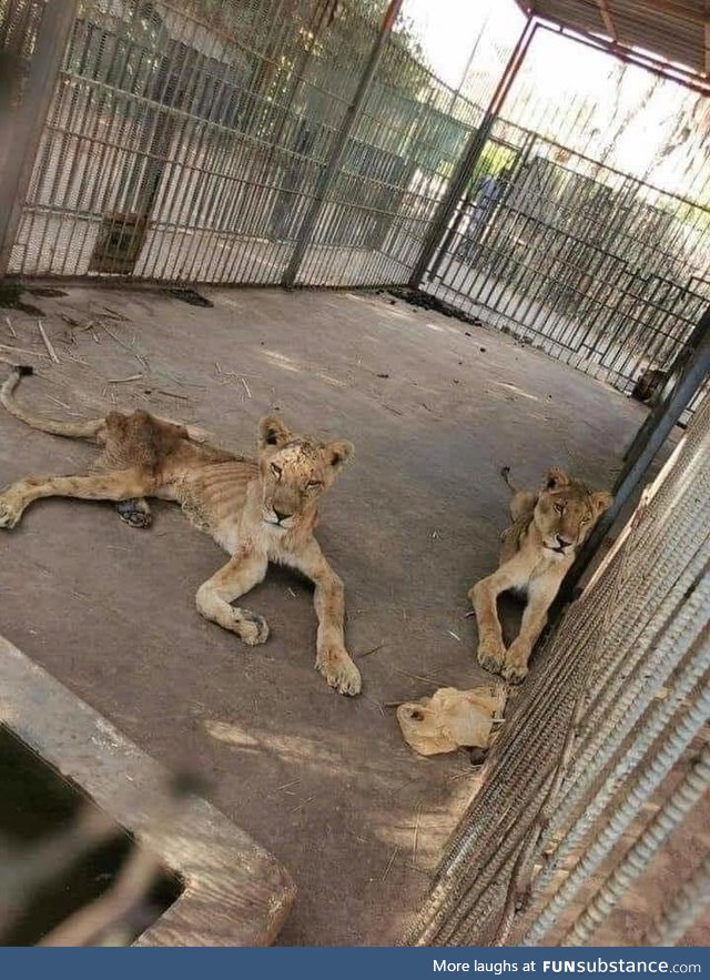 Lions in Zoo, Erbil, Kurdistan