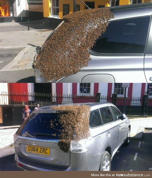 About 20,000 bees were following this car for 2 days because their queen was trapped