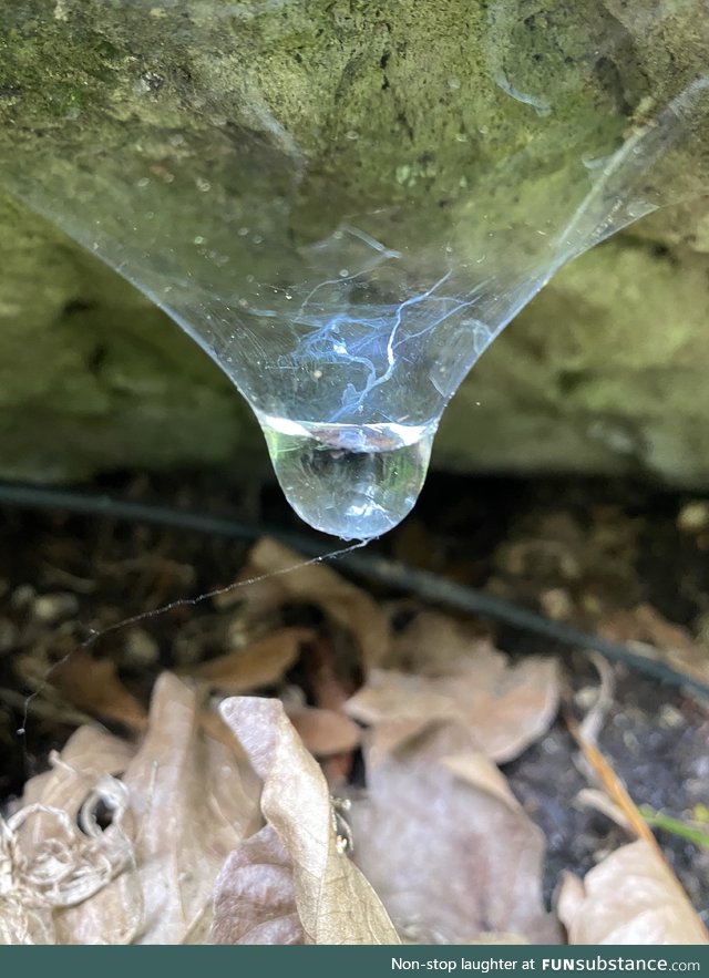 Water being held by a remaining spider web