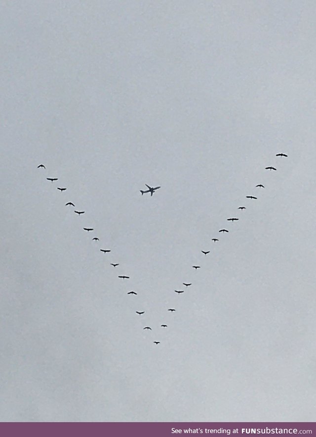 Shot this chance photo of a formation of geese flying South