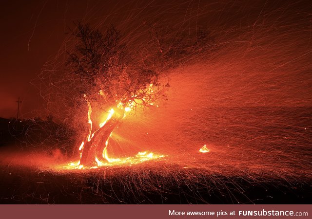 Embers being blown from a burning tree - kincade fire in California