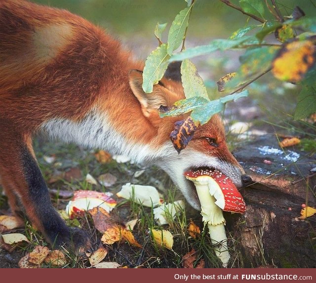 Fox eating a amanita mushroom in Finland