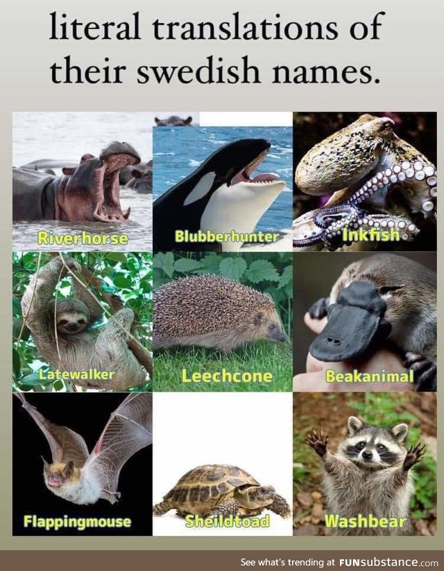 Literal animals