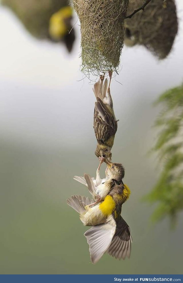 Birds hoisting a fledgling back into the nest