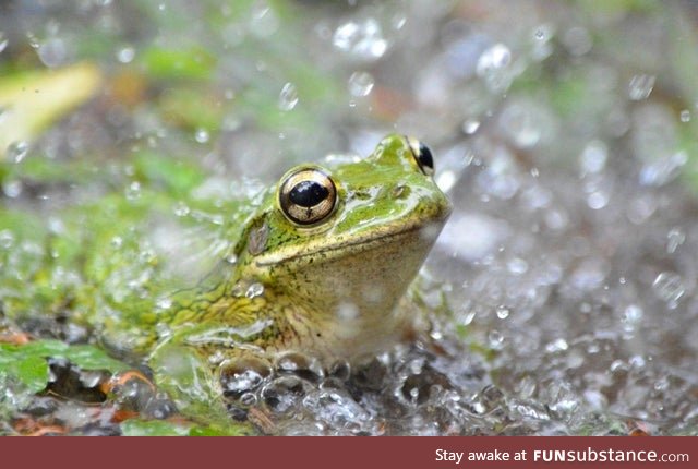 Froggo Fun #373 - Is This Some Sort of Perfume Commercial?