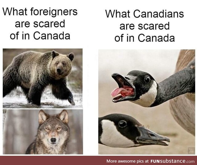 What foreigners are afraid of in Canada vs what Canadians are scared of