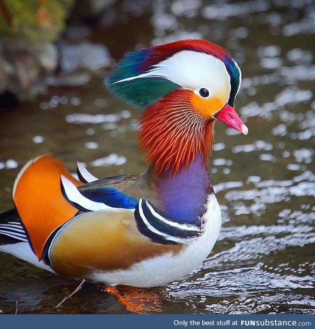 Look at this mandarian duck