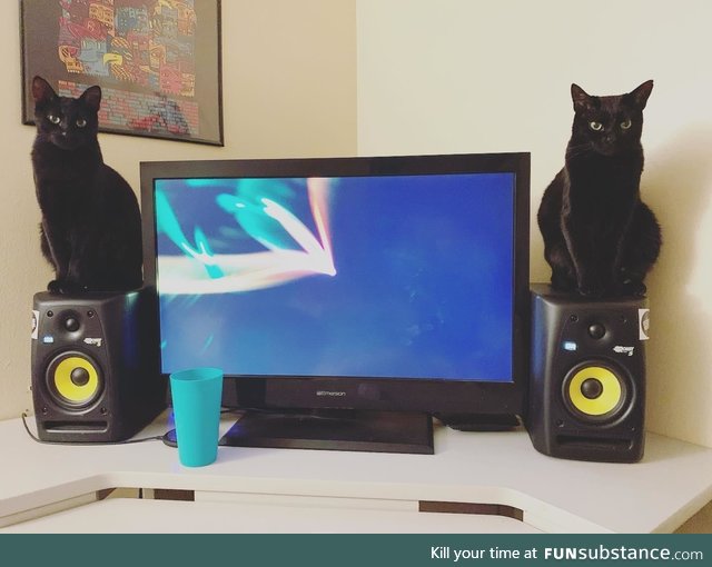 Bass kitties