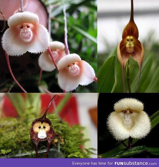 Monkey orchids