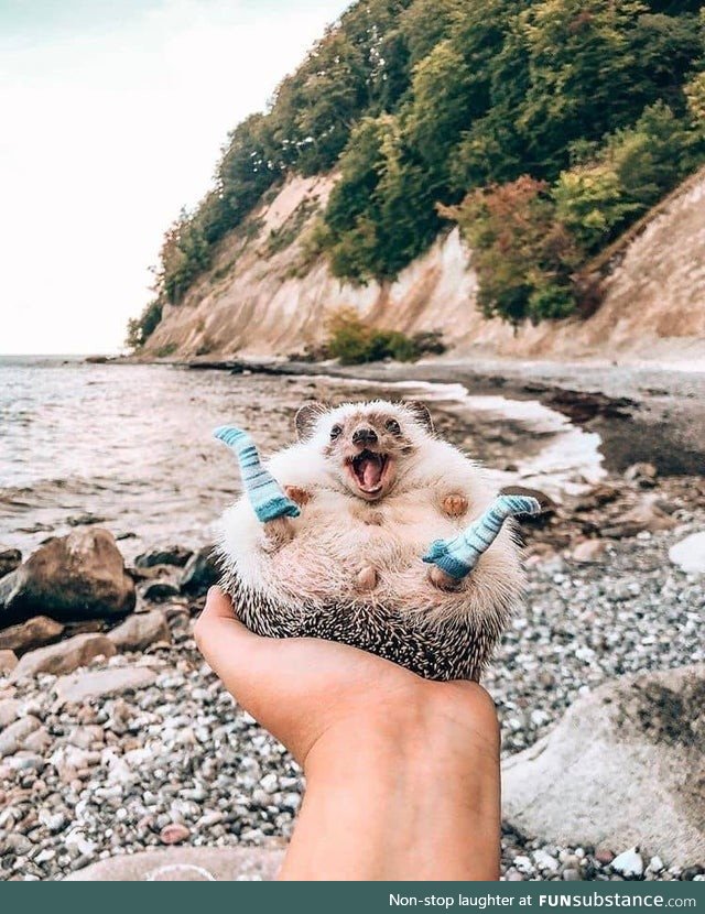 Heres a picture of a hedgehog in case you're having a bad day