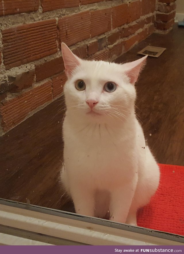 The look my cat gives me every time I step in the shower