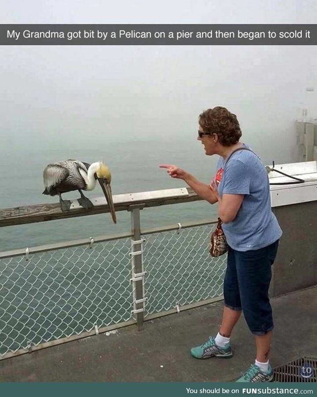 Grandma Scolding Pelicans