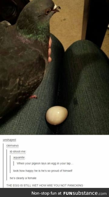 Pigeon lays an egg in your lap