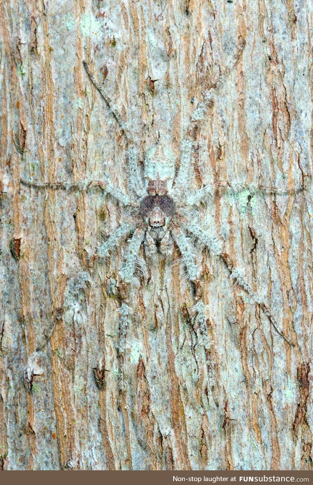The Lichen Huntsman spider