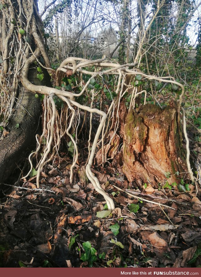 Treesubstance part 1. This is ivy (hedera helix) that had grown over an old treestump