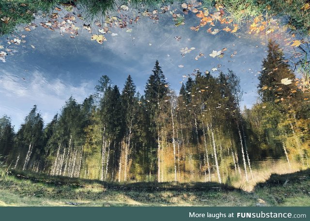 Autumn forest reflecting in a pond