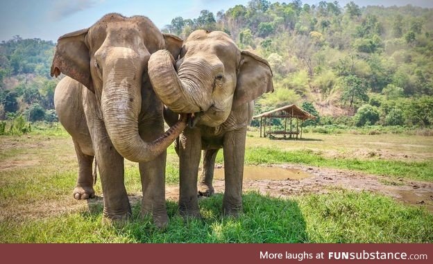 In India, one tea garden has become a haven for endangered Asian elephants