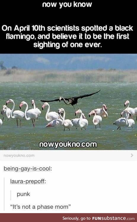Emo Flamingo
