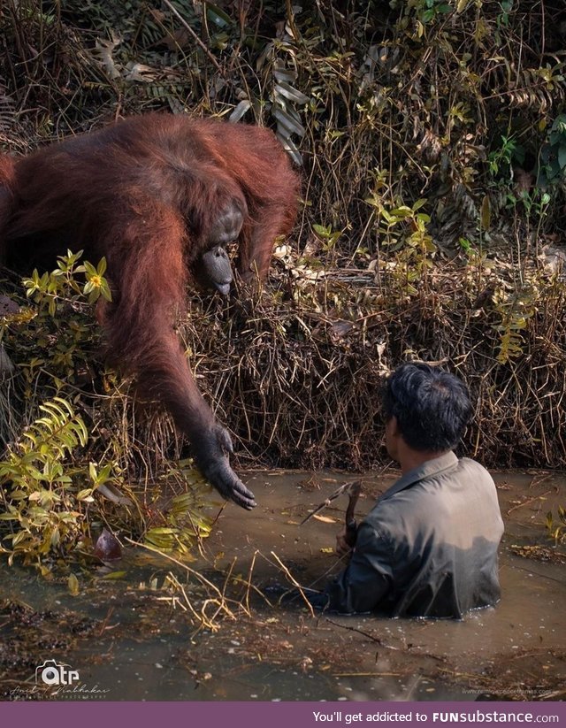 This orangutan helping a man get out of snake-infested waters. Pic credit : Anil