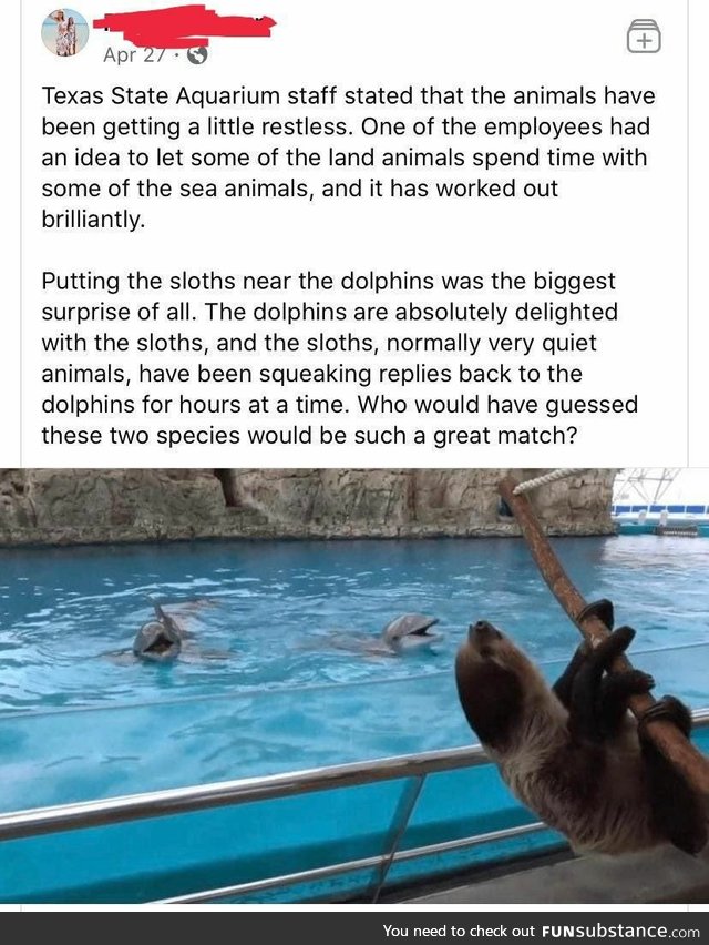 Dolphins and Sloths
