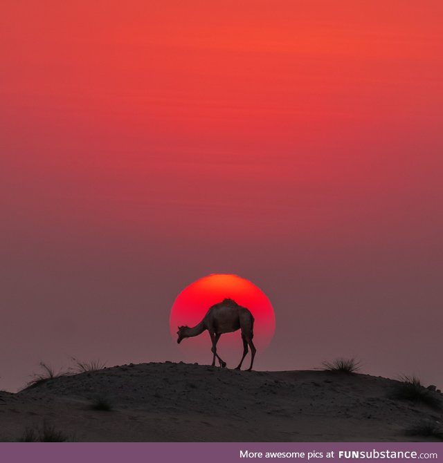 Red Camel silhouette near Sharjah, UAE