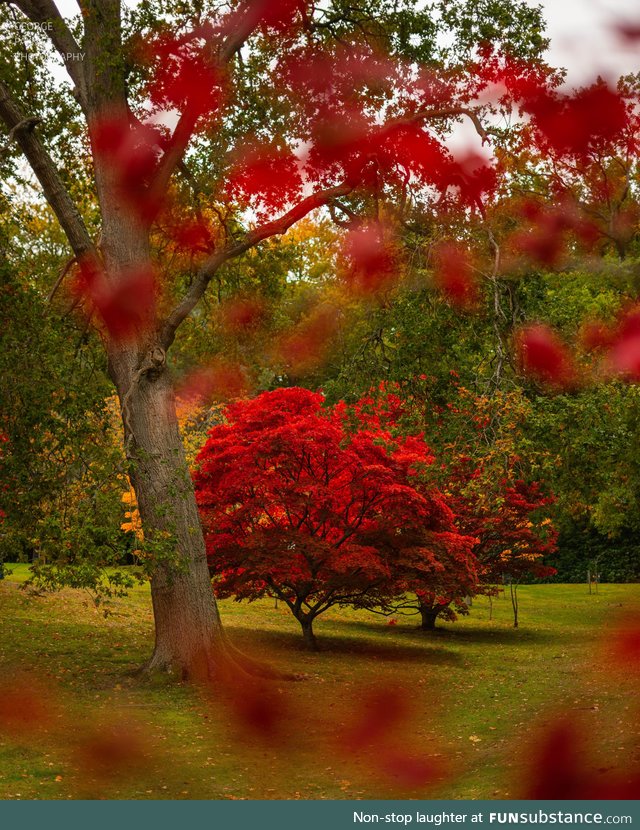 Trees gone red