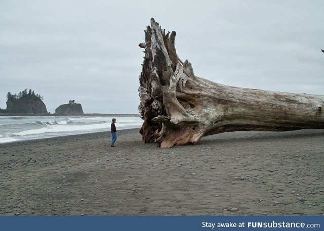 This 100 year old driftwood log