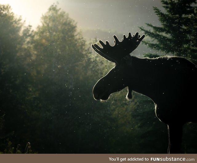 I took a photo of a moose