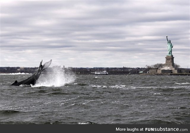 Humpback whale spotted in the Hudson on Monday