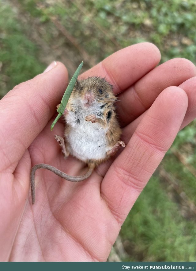 Rescued Mouse Armed With a Blade