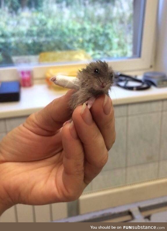A little hamster with a broken bone, the doctor had a hard time dressing it