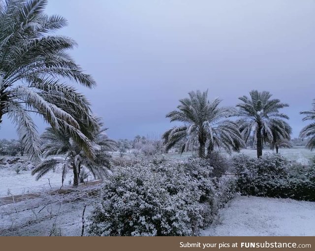 Snowed in Baghdad for the first time since 1911