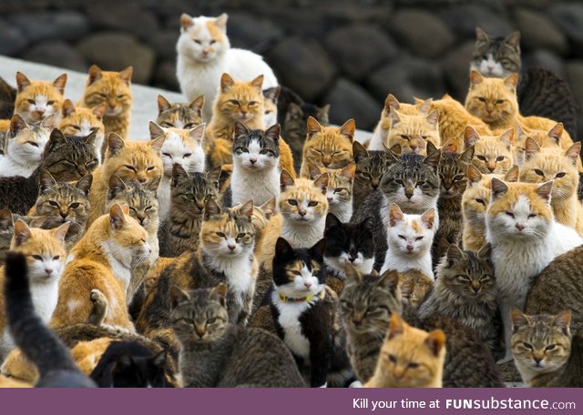 The cats of Aoshima, the most famous one of the 17 Cat Islands of Japan