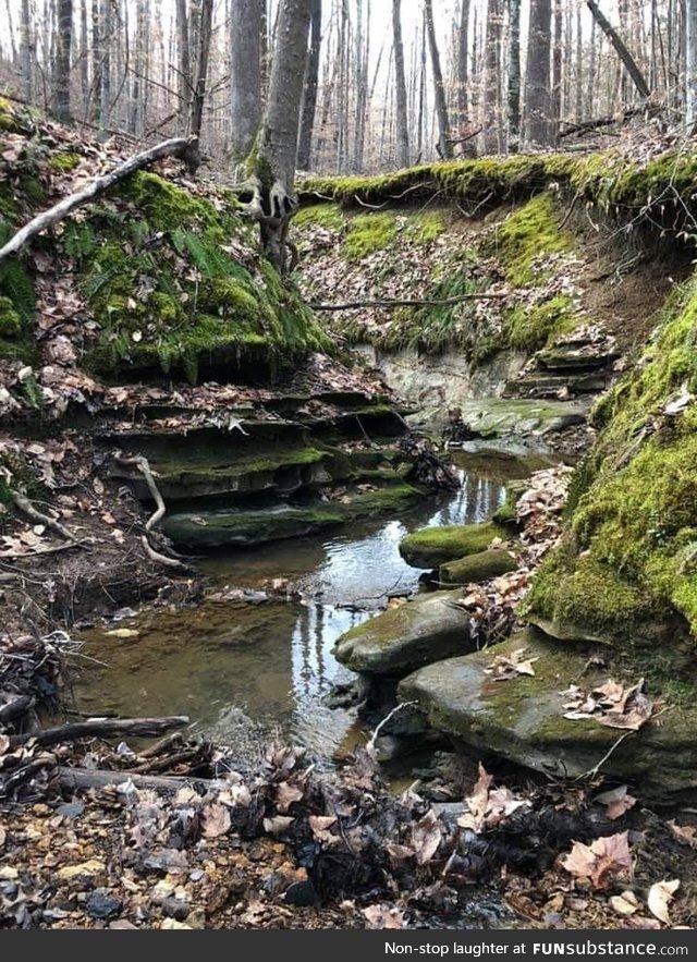 The cabin/land I just bought came with an amazing bonus