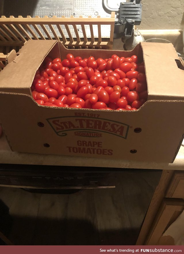 So, I asked my mom to grab some grape tomatoes. It’s a 20lb box. Guess I’ll be making