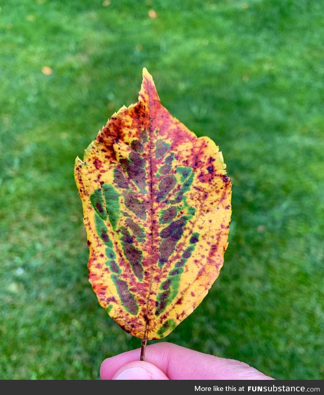 This leaf with all the colors of autumn