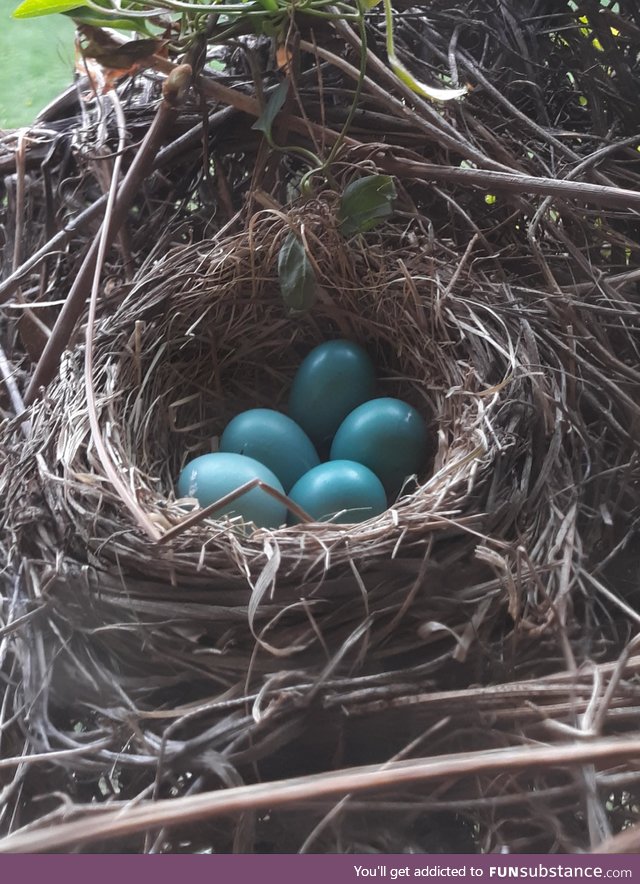 A robin's nest on my back porch