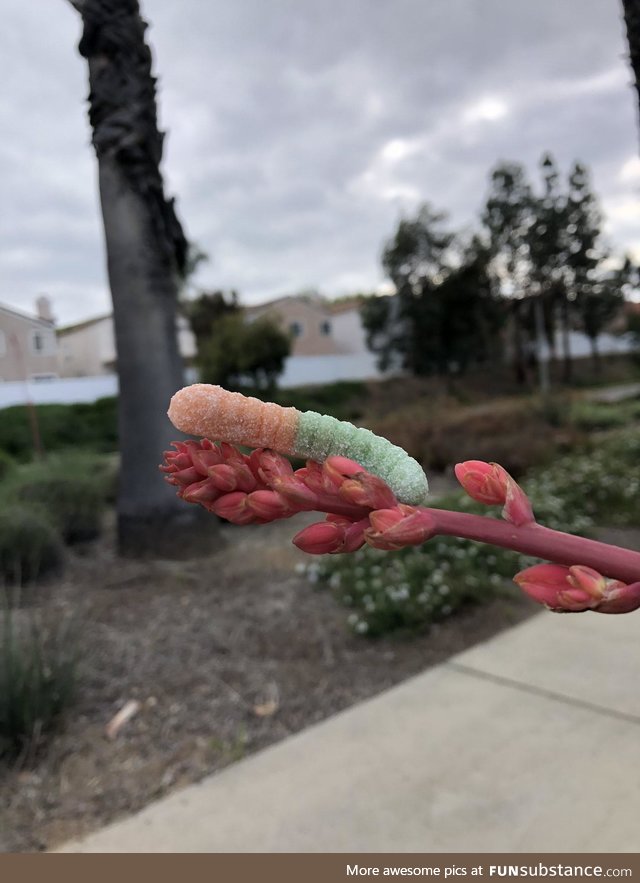 Captured this beautiful caterpillar in its natural habitat today