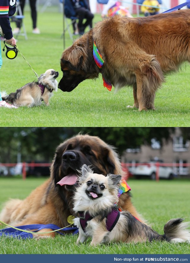 Leonberger and Chihuahua won 1st and 2nd place at local dog show
