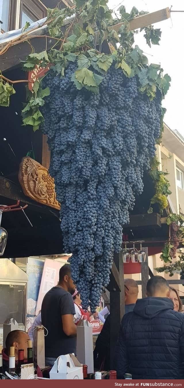 That's more grapes than I can eat in lifetime