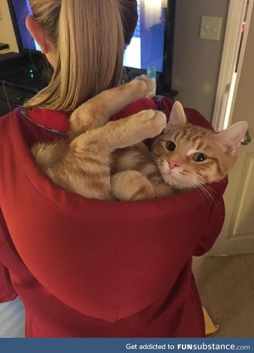 Cat in the hoodie