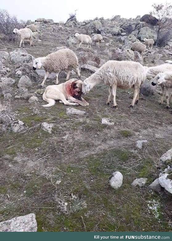 Sheep shows gratitude to the dog after saving them from a wolf attack