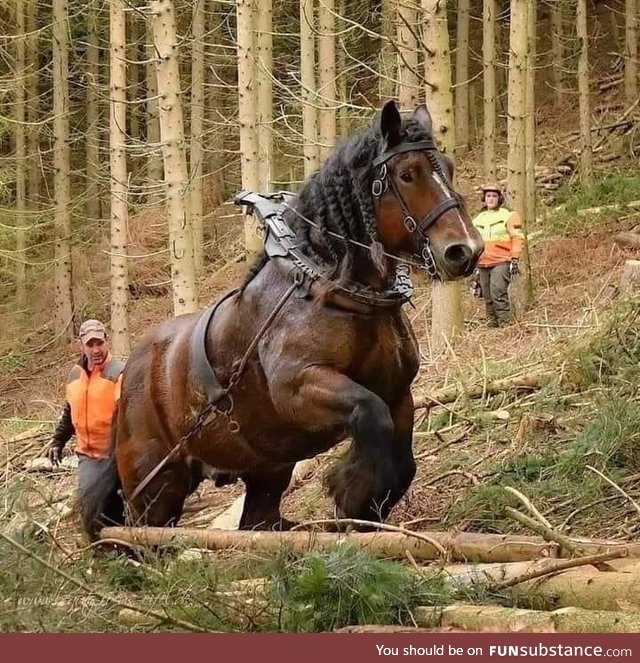 The absolute horse