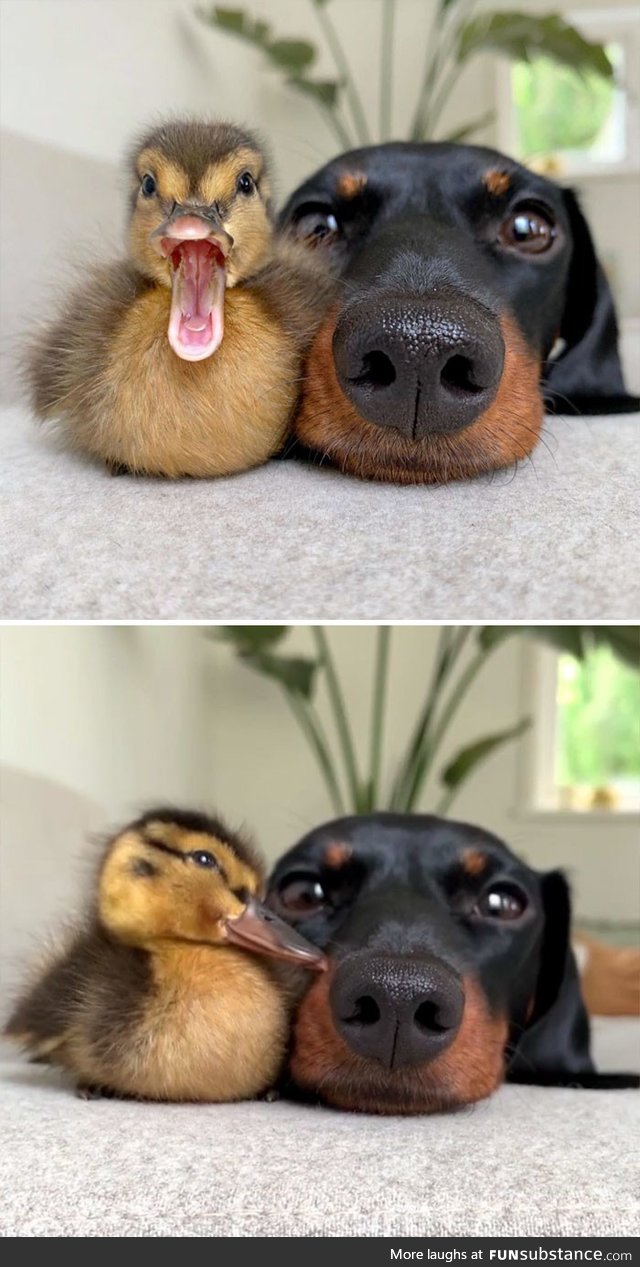 Duck and Dog friends posing for a couple of pictures