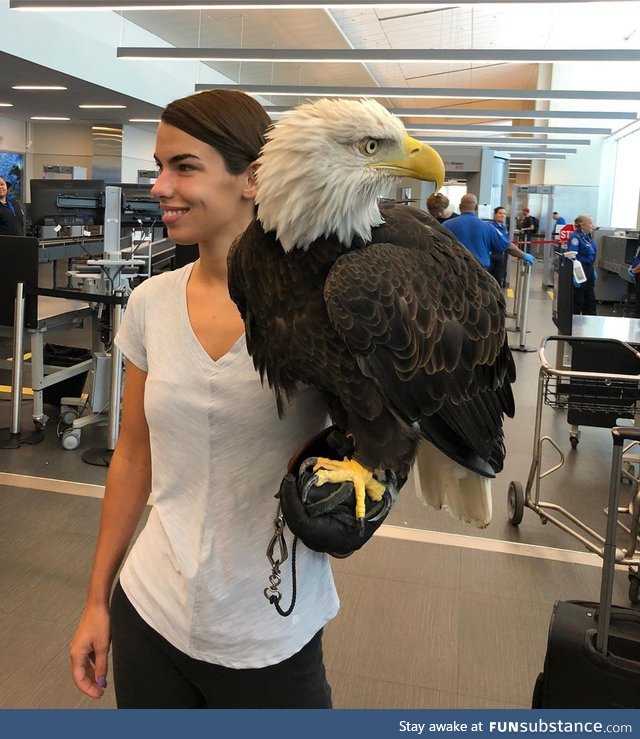 Clark the bald eagle out of his carrier while going through security