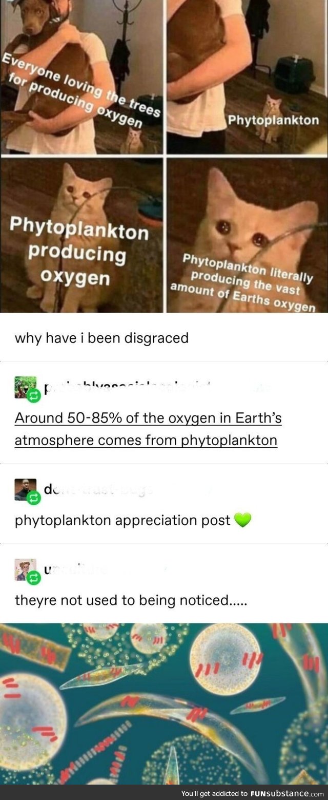 Phytoplankton appreciation
