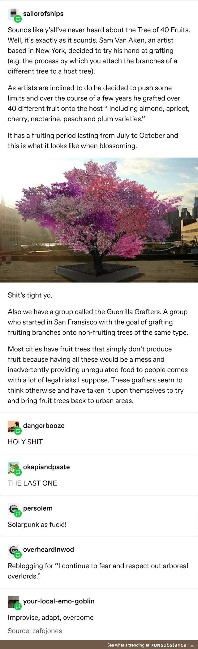 A Tree of 40 Stone Fruits