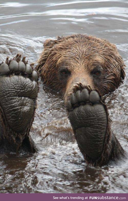Bear Feets